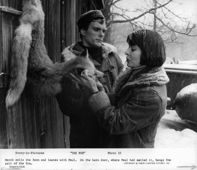 THE_FOX_-_STILLS_001.jpg