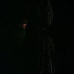 BLACK_CHRISTMAS_HD_1390.jpg