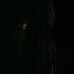 BLACK_CHRISTMAS_HD_1393.jpg